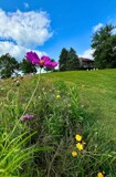 Friday's Bloom by tigger3, photography->flowers gallery