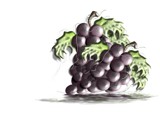 purple grapes by vangsdesign, Illustrations->Digital gallery