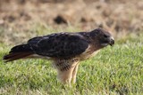 Hungry Hawk... by egggray, Photography->Birds gallery