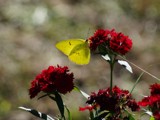 Watch Out Yellow Flutterby by bfrank, photography->butterflies gallery