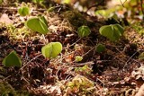 Clovers in the moss by euphoricdrop, Photography->Nature gallery