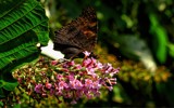 butterflies can be beautiful 4 by gaeljet2, Photography->Butterflies gallery