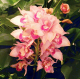 Another from The Orchid Show by trixxie17, photography->flowers gallery