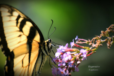 Click here to view at full resolution.