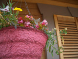 Hanging Flower Pot by wencele, Photography->Flowers gallery