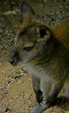 paradisio 50 by gaeljet2, Photography->Animals gallery