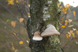 Mushrooms by Gabbels, photography->mushrooms gallery