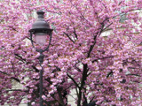 Streetlamp &amp; Blossoms by jeremy_depew, Photography->Flowers gallery