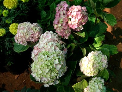 Click here to view at full resolution.