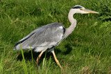 Great Blue Heron by Paul_Gerritsen, Photography->Birds gallery