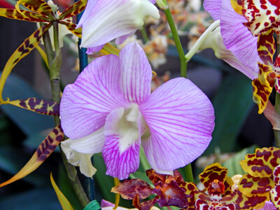 Click here to view at full resolution.