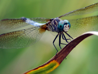 Click here to view at full resolution.