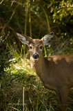 Big Ears by avedeloff, photography->animals gallery