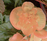 Forgotten Begonia by trixxie17, photography->flowers gallery