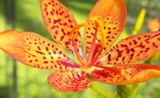 Blackberry Lily by sunny184, photography->flowers gallery