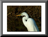 Egret Profile by gerryp, Photography->Birds gallery