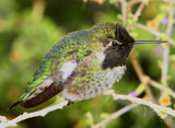 Hummer Closeup by legster69, Photography->Birds gallery