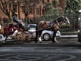 Horse &amp; Carriage by BigDog, photography->transportation gallery