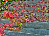 Autumn leaves by Junglegeorge, Photography->Nature gallery