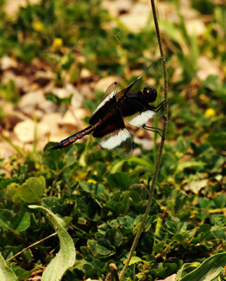 Click here to view at full resolution.