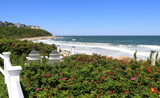 Beach Roses by Tomeast, photography->shorelines gallery