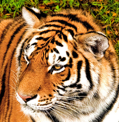 Click here to view at full resolution.