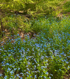 Growing Wild  by tigger3, photography->flowers gallery