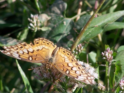 Click here to view at full resolution.