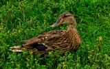 posing by gaeljet2, Photography->Birds gallery