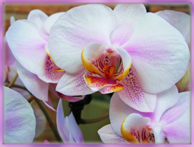 Click here to view at full resolution.