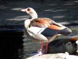 Egyptian Goose 2 by Ramad, photography->birds gallery