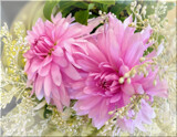 Dahlias in Waiting by LynEve, photography->flowers gallery