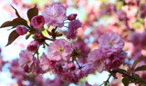 Spring Blooms by Tomeast, photography->flowers gallery