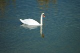 Swan by elektronist, photography->birds gallery