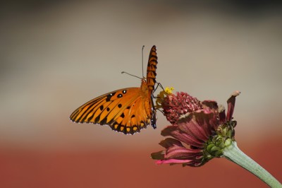 Click here to view at full resolution.