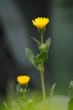 Shy yellow flowers by elektronist, photography->flowers gallery