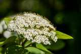 Spring! by Pistos, photography->flowers gallery