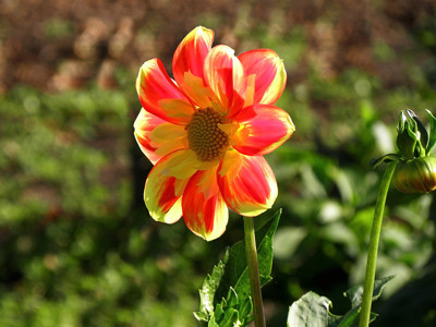 Click here to view at full resolution.