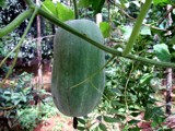 Ash gourd by sahadk, Photography->Nature gallery