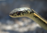 Garter snake - close-up by CLWP0409, Photography->Animals gallery