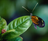 Butterfly Pavillion by Pistos, photography->butterflies gallery