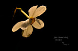 Just Something Simple by vangoughs, photography->flowers gallery