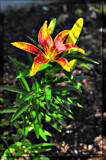 Lilly HDR by vangoughs, Photography->Flowers gallery