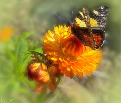 Click here to view at full resolution.