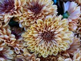 Mums The Word by bfrank, Photography->Flowers gallery