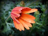 Comes Another Friday! by Starglow, photography->flowers gallery