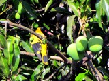 Yellow bird on mango tree by sahadk, photography->birds gallery