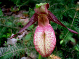 Pink Lady Slipper by June, Photography->Flowers gallery