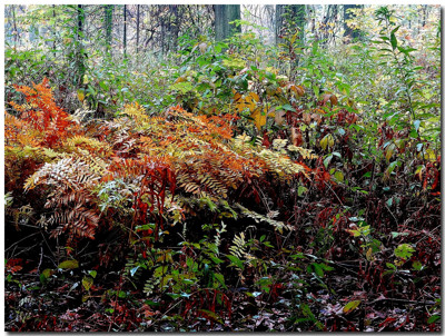 Click here to view at full resolution.