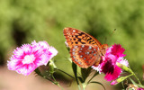 Butterfly on Flower by Tomeast, photography->butterflies gallery